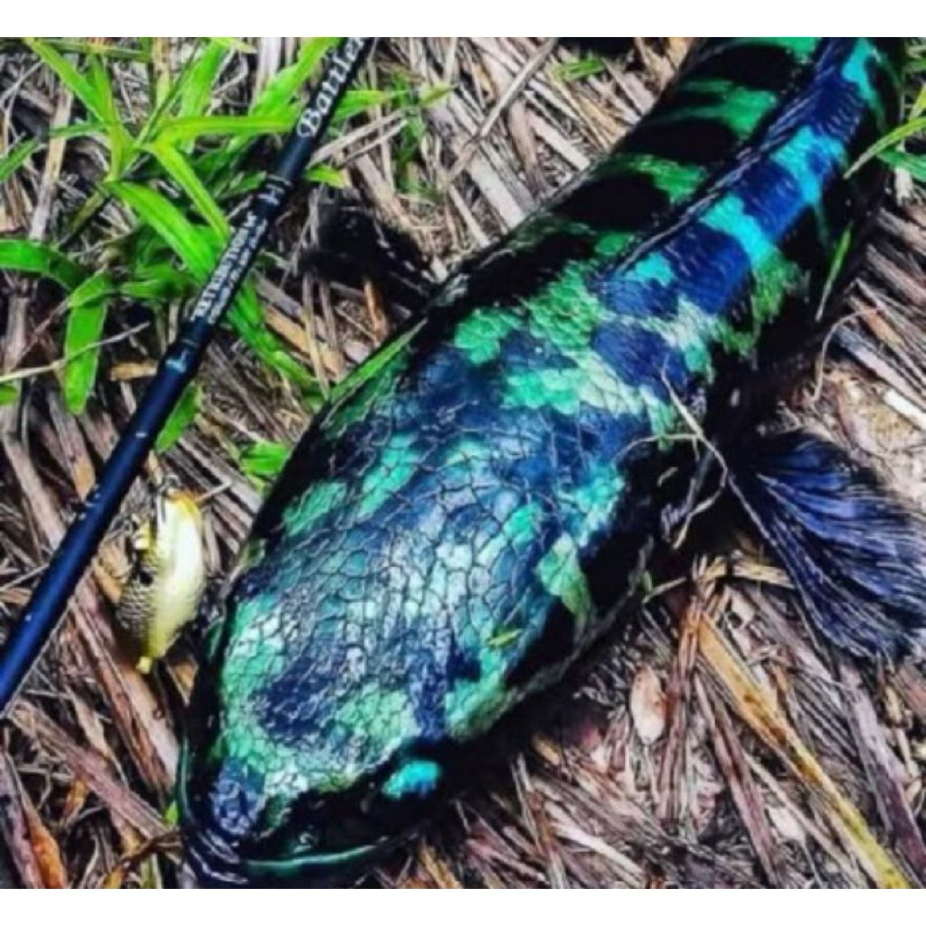 isi lima BIBIT TOMAN HIJAU