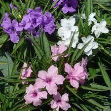 Tanaman Hias Bunga Ruellia/Rowlia/Ruellia simplex/kencana ungu