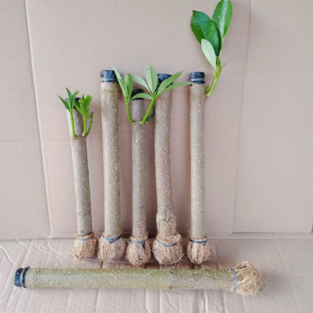 Stek Pohon Pule (bahan bonsai) 1PCS