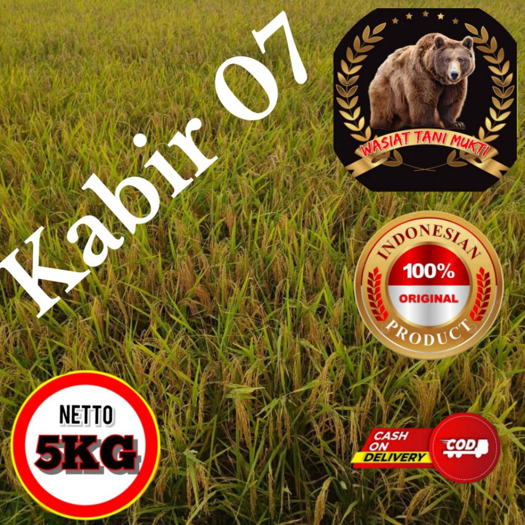 (5KG)BENIH PADI KABIR 07KUALITAS UNGGUL