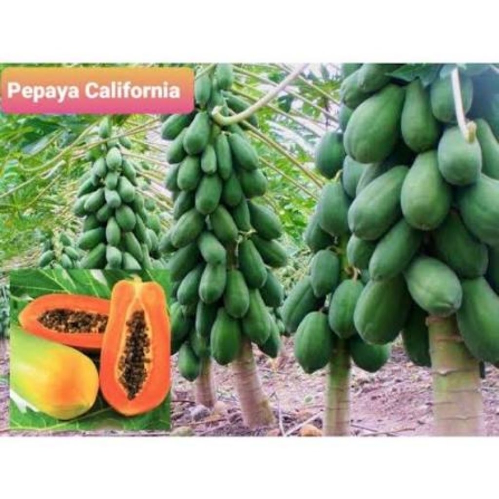 bibit pepaya CALIFORNIA unggul