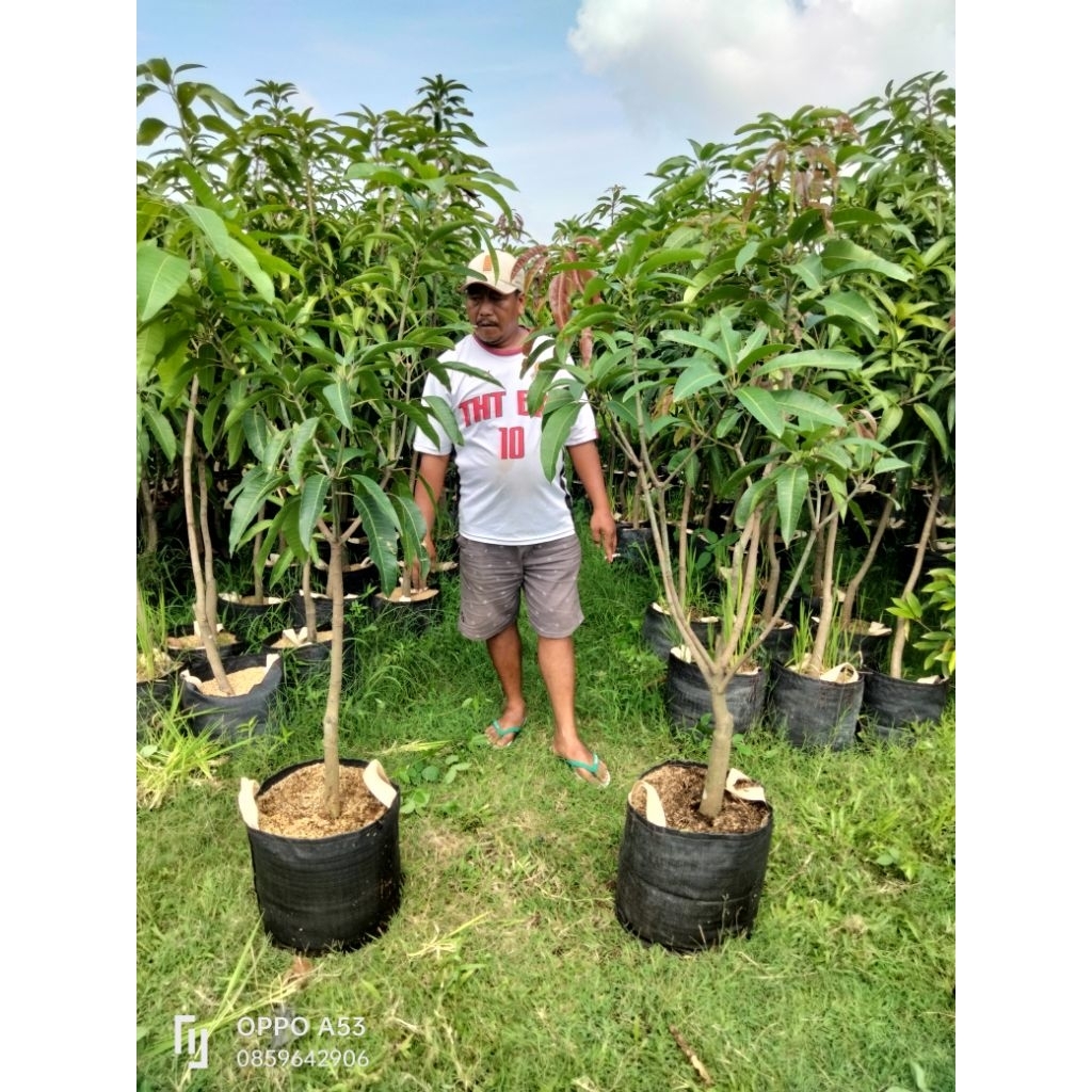 mangga manalagi Situbondo