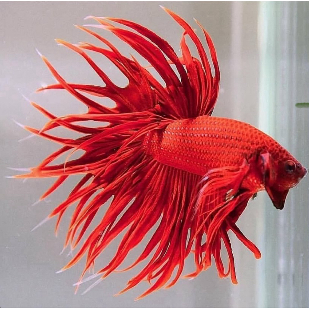 cupang serit super red asli kualitas terbaik, warna super merah, jantan mental galak, istimewa