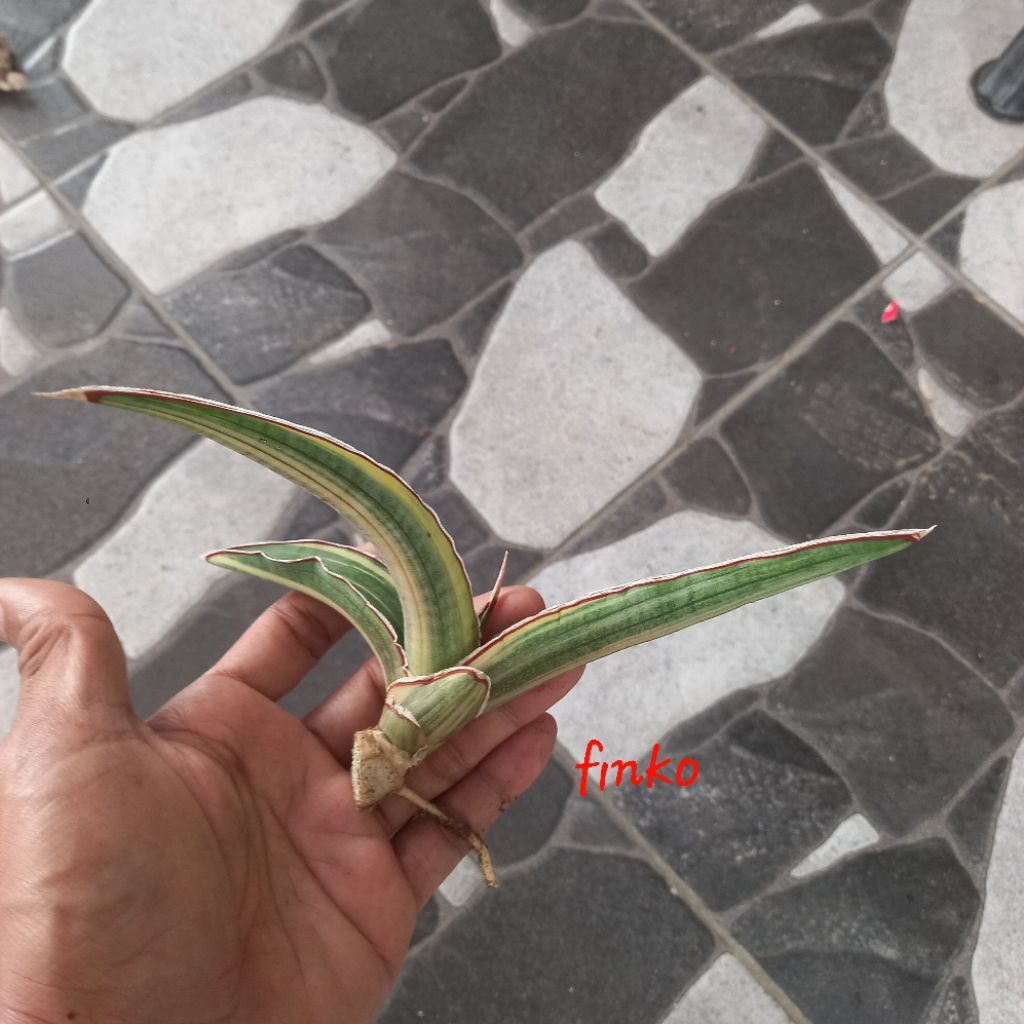 sansevieria sp. angola variegata striata