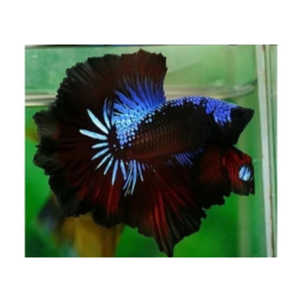 CUPANG HALFMOON AVATAR