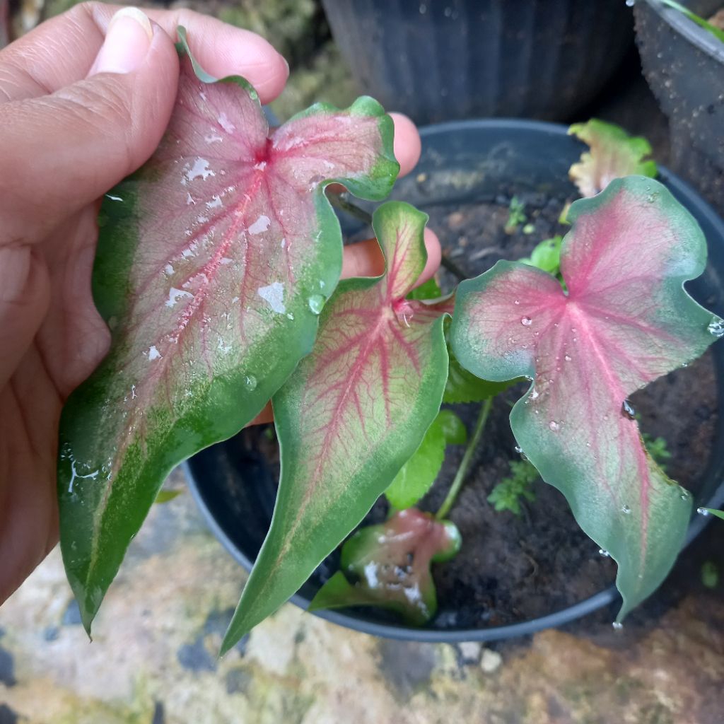 tanaman hias bunga keladi / caladium wayang remaja