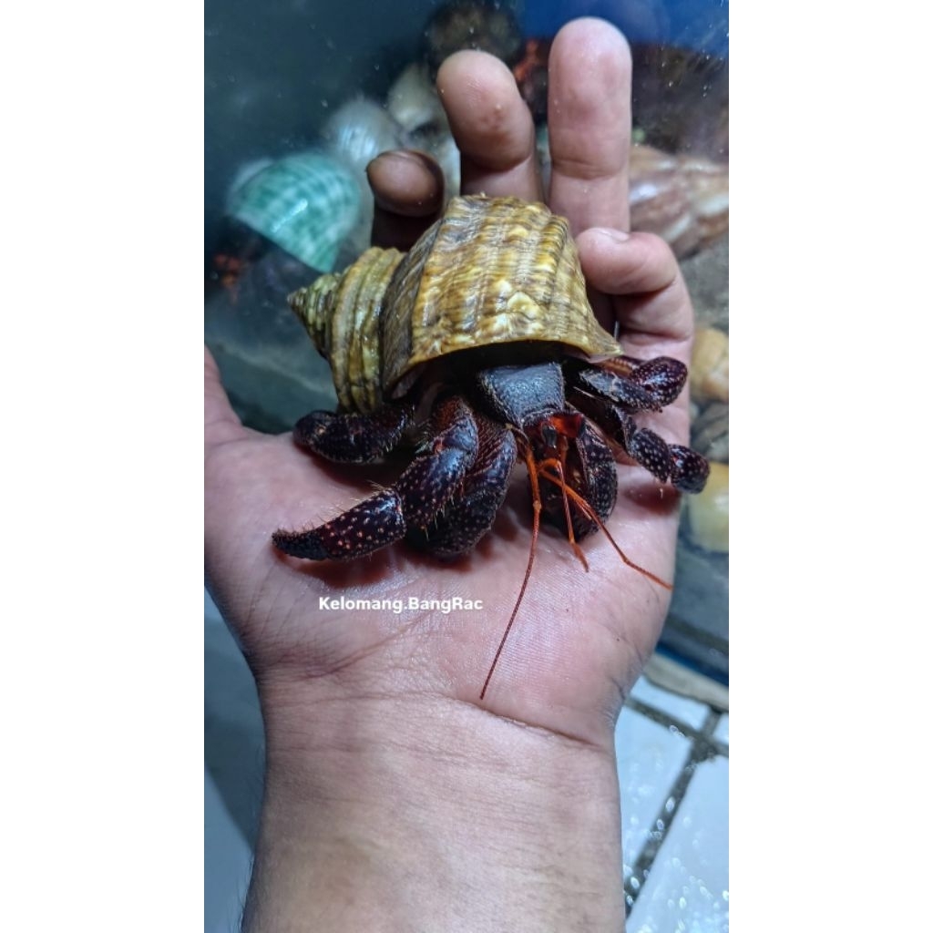 Mainan Edukasi Anak Kelomang Dark Perlatus Size XL+ | Dark Perlatus | Kelomang Jumbo | Edukasi Anak 