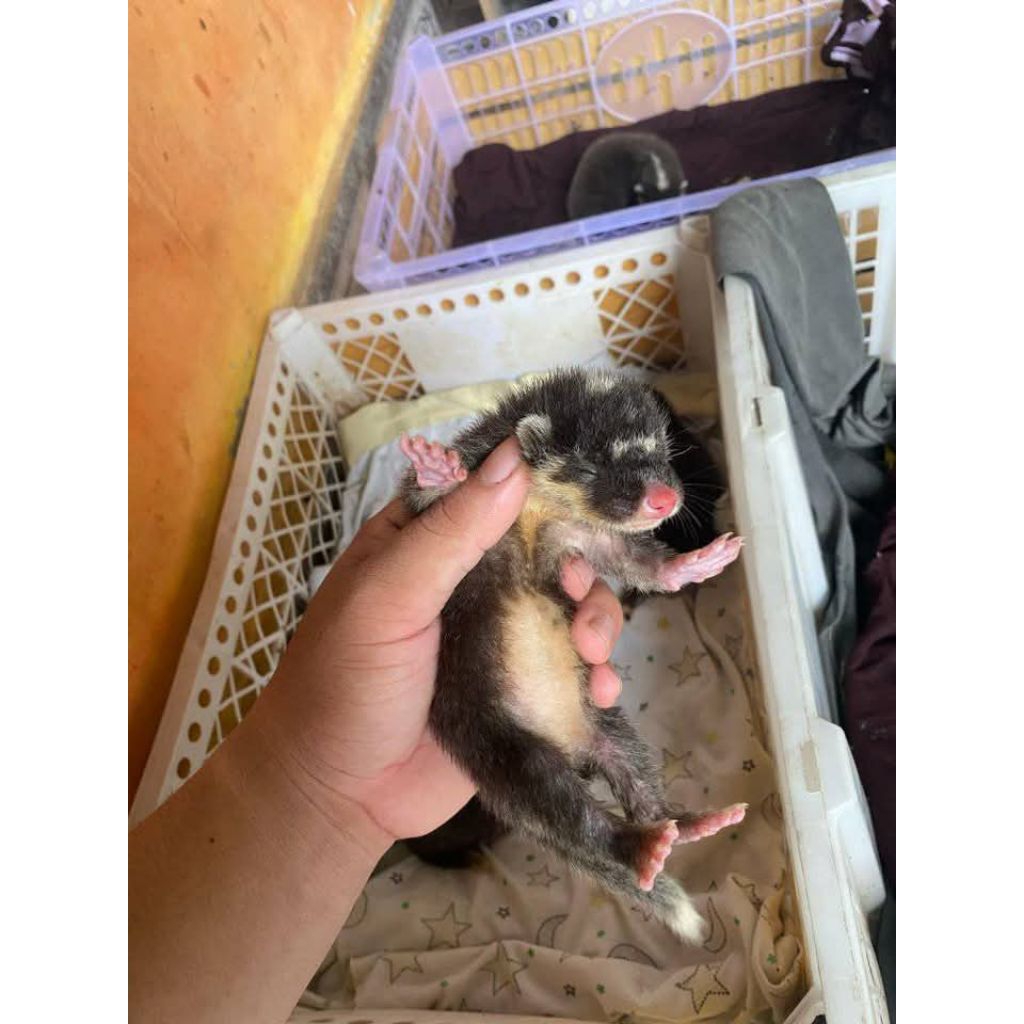 BEBY MUSANG BIUL