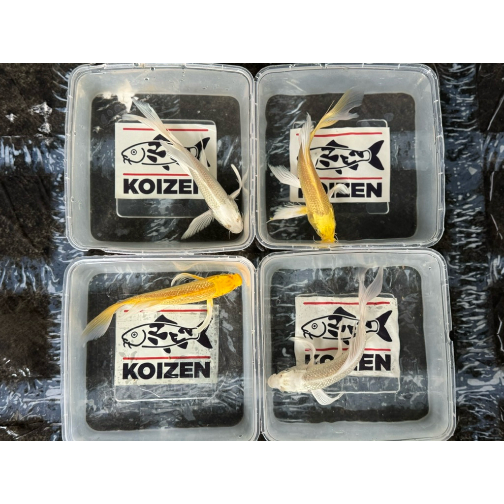 KOI PLATINUM & OGON SIZE *17-20