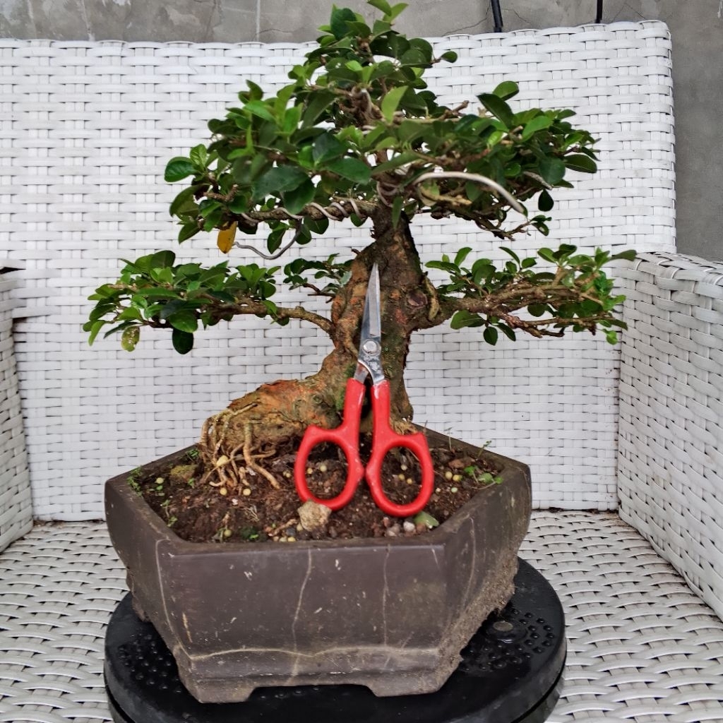 Bonsai kaliage/ sisir