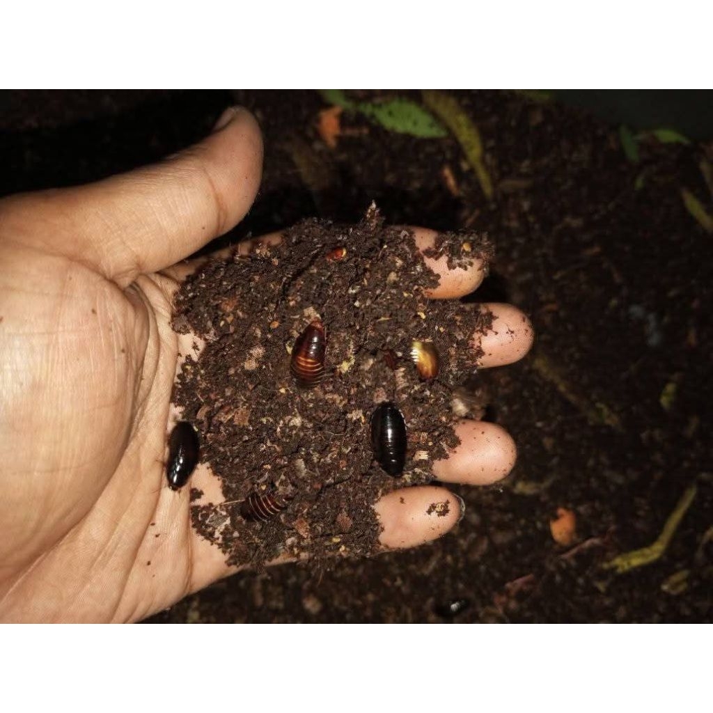 KECOA BATU | CEREMENDE / CERE | KETERLAK KECOAK BATU PAKET HEMAT MURAH  UMPAN MANCING GALATAMA LELE 