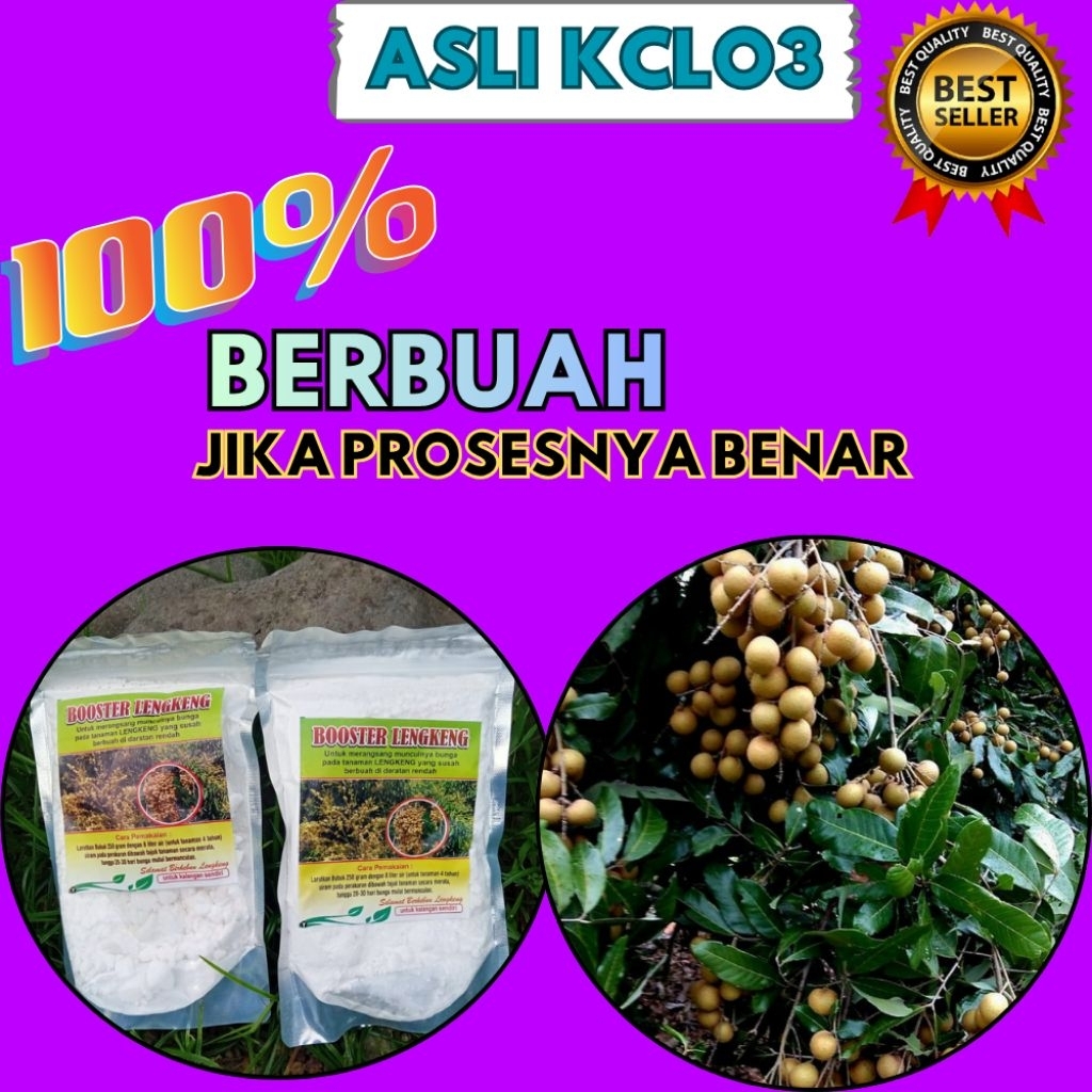 Pupuk Kelengkeng Merah, Pupuk Kelengkeng New Kristal, Pupuk Kelengkeng Saat Berbunga