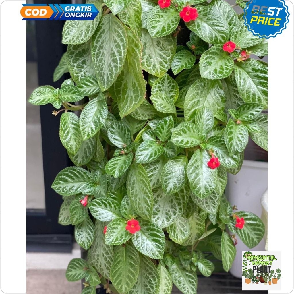 Tanaman bunga episcia hijau - bunga episcia hijau