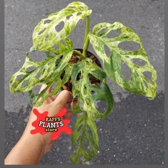 PROMO  Tanaman Hias Monstera Adansonii Varigated Lokal - Janbol Varigata Lokal - Janbol varigata