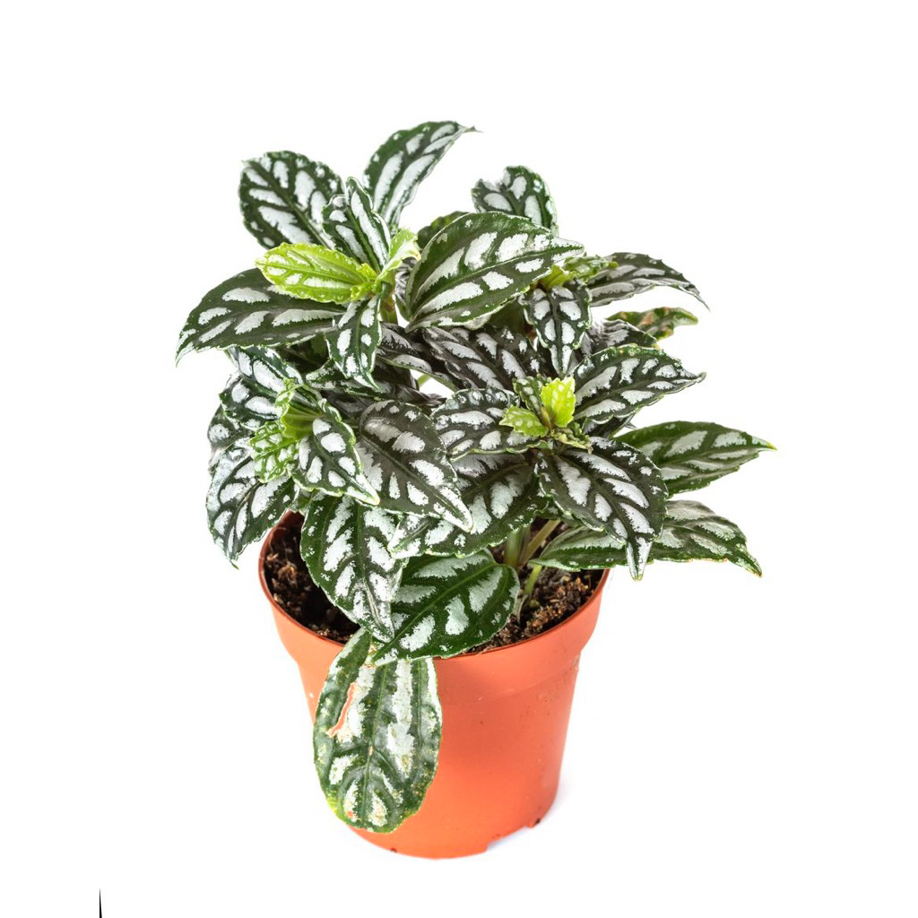 PILEA CADIEREI TANAMAN HIAS PILEA CADIERA- TANAMAN ALUMUNIUM PILEA MUTIARA