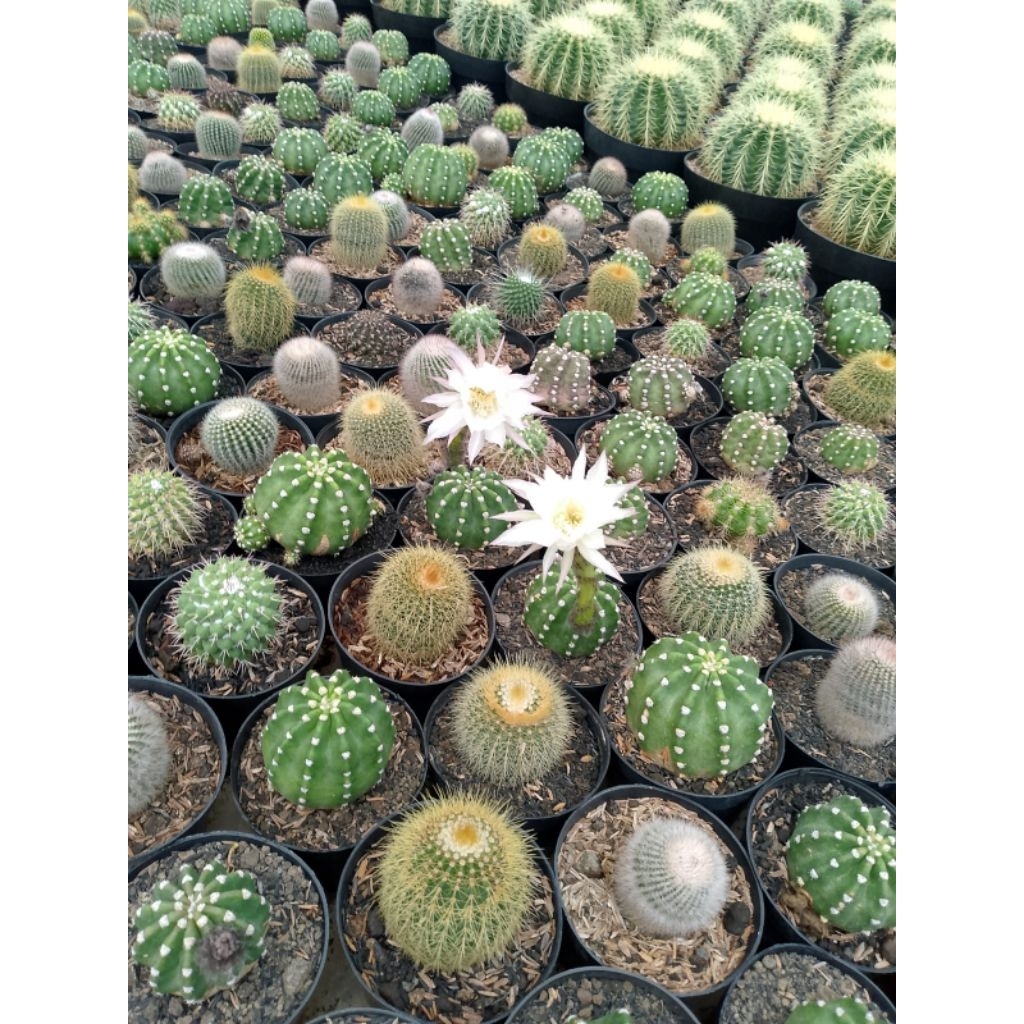 kaktus ownroot