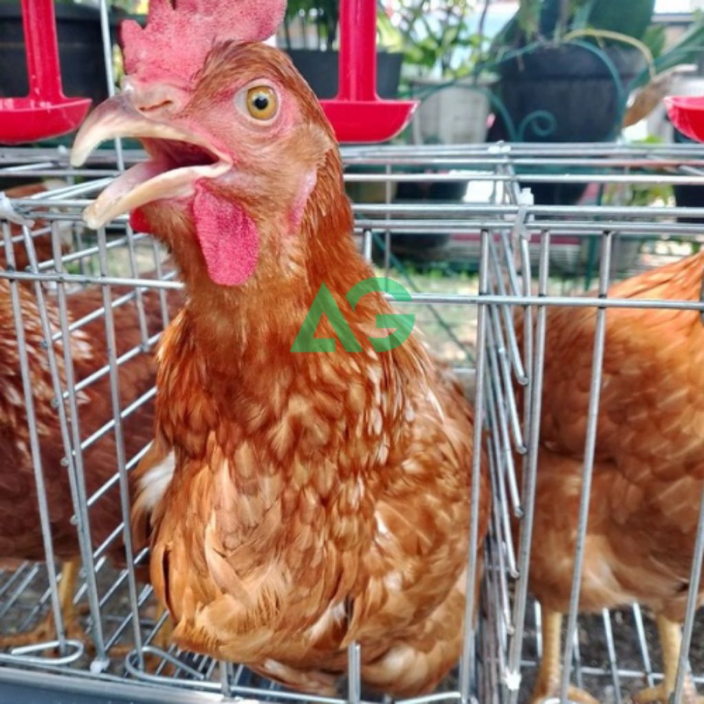 Paket Ayam Petelur 100 Ekor + 1 Set Kandang Batrei Skala Rumahan