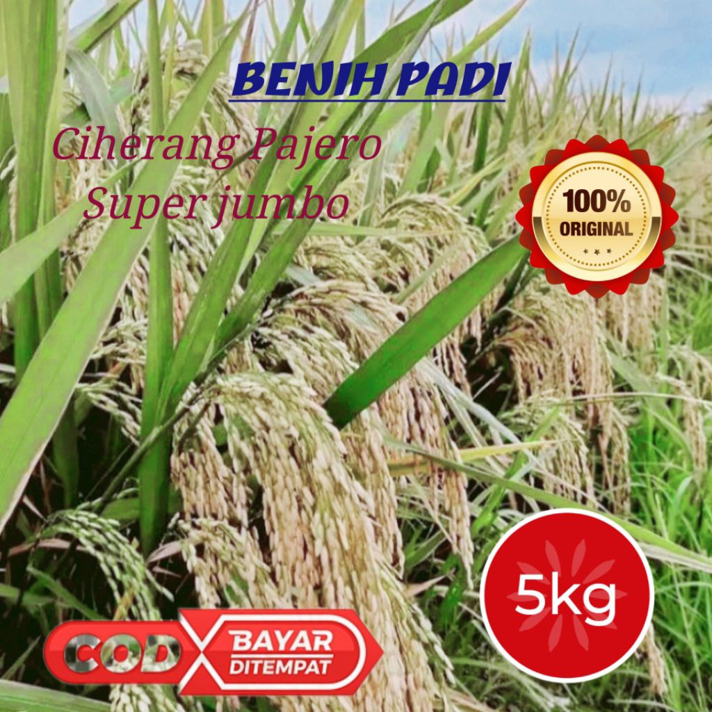 benih padi ciherang pajero super jumbo kemasan 5kg