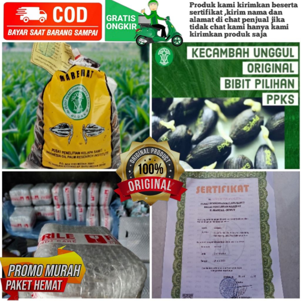 biji kecambah sawit dxp MARIHAT asli ISI 250 butir