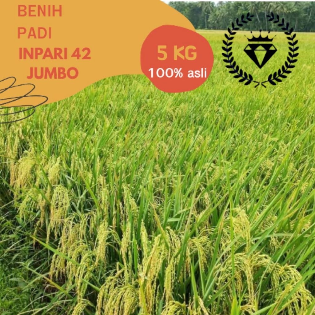 benih padi INPARI 42 JUMBO berkualitas tinggi premium kemasan 5kg