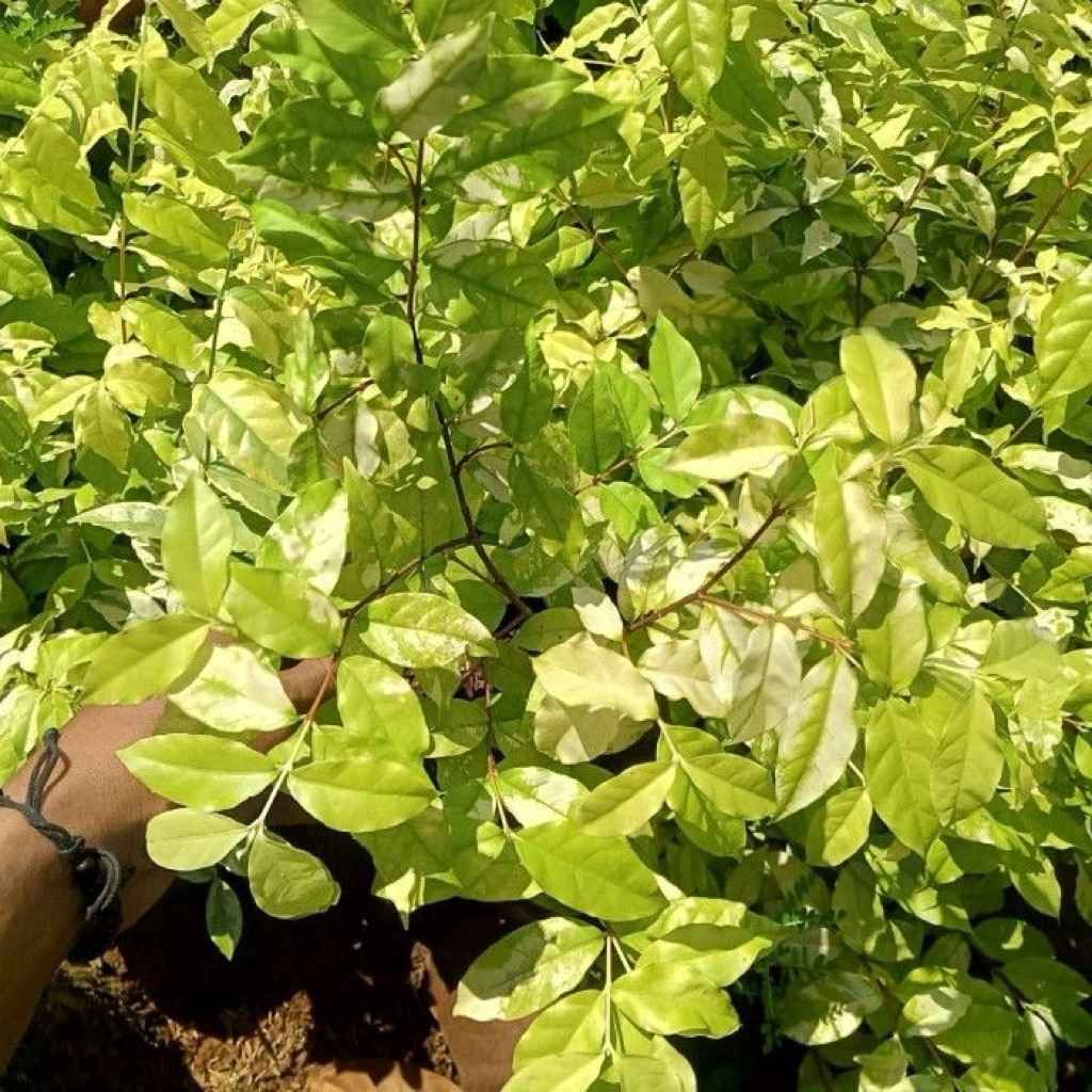 Tanaman Anting Putri Bahan Bonsai Tanaman Hias Bibit Anting Putih Bahan Bonsai