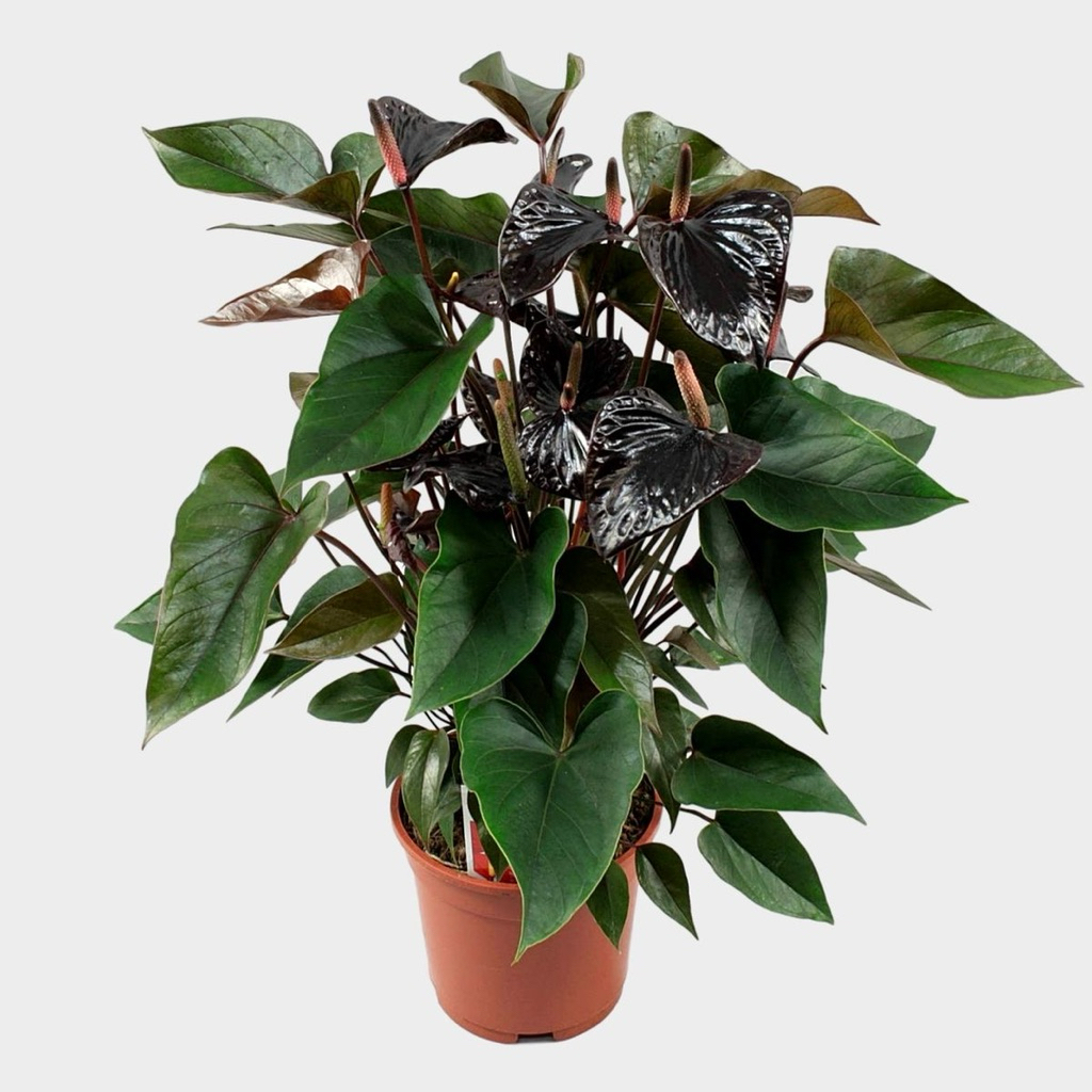Tanaman hias Anthurium mickymouse/black anthurium-mickymouse bunga hitam