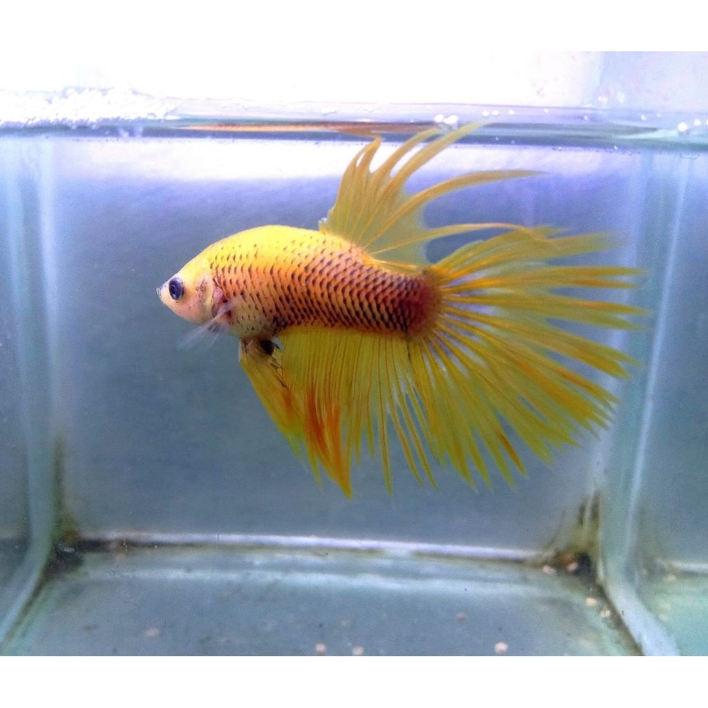 Cupang Serit Yellow Combi SIZE M+