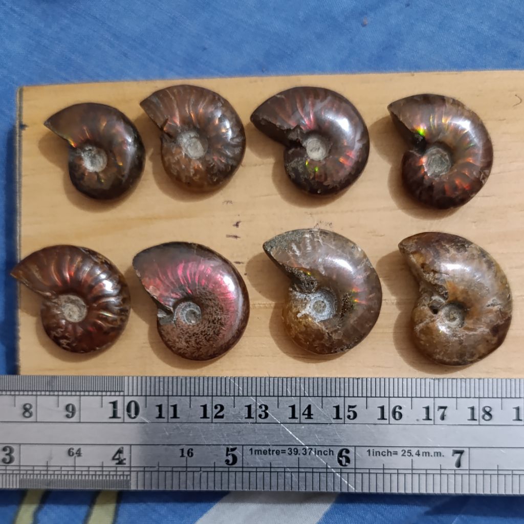 LS 73 Amonite Keong buntet asli