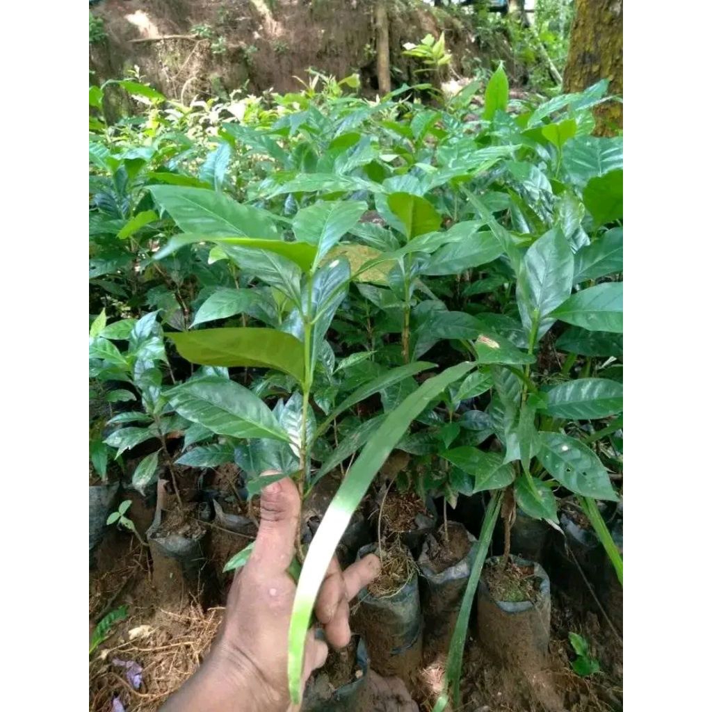 Paket Hemat Bibit Kopi Arabika Gayo Aceh Siap Tanam/Isi 100pcs