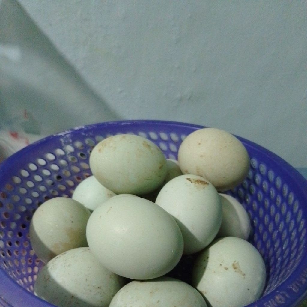 telur bebek fertil