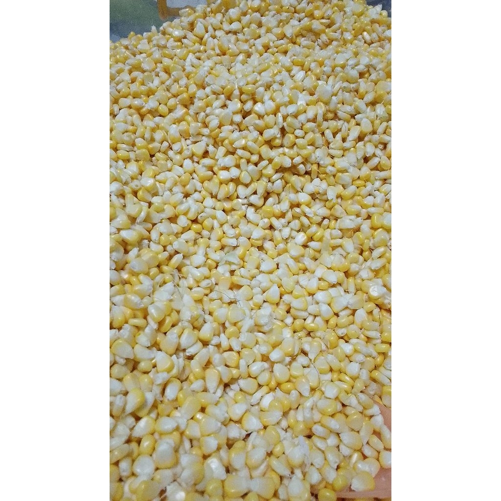 Jagung Manis Pipil , Jagung Mozzarella , Jasuke , Jagung Pipil , Jagung Manis , Jagung