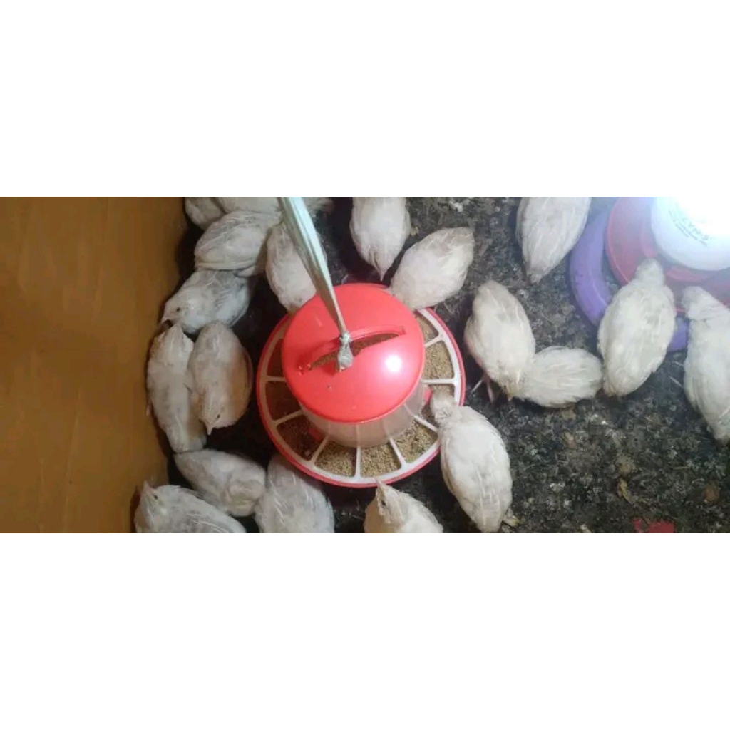 puyuh hias Albino putih