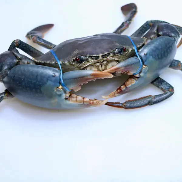 Kepiting 1Kg Kepiting Hidup Kepiting Segar Kepiting Bakau Kepiting Telor Kepiting Telur Kepiting Jan