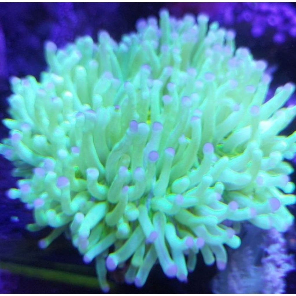 ANEMON KARANG PIRING HIJAU TIP UNGU M HIASAN AKUARIUM