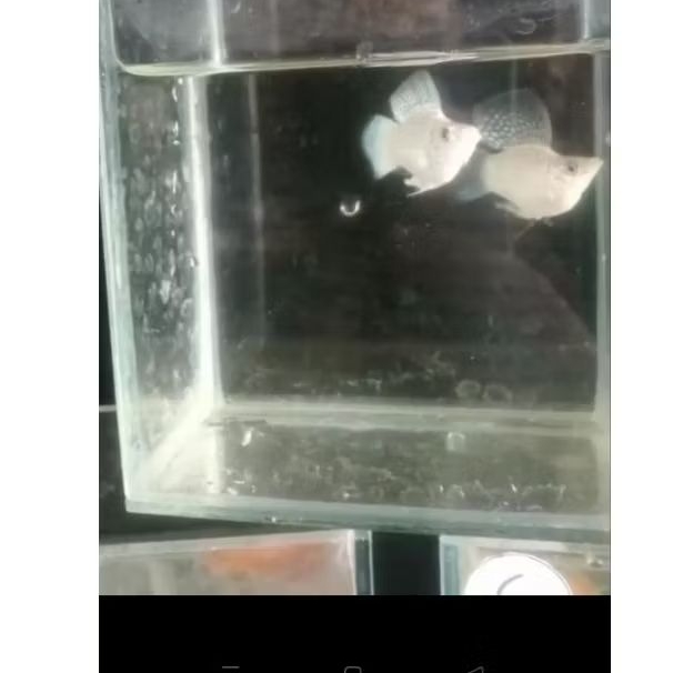 molly ballon seilfin