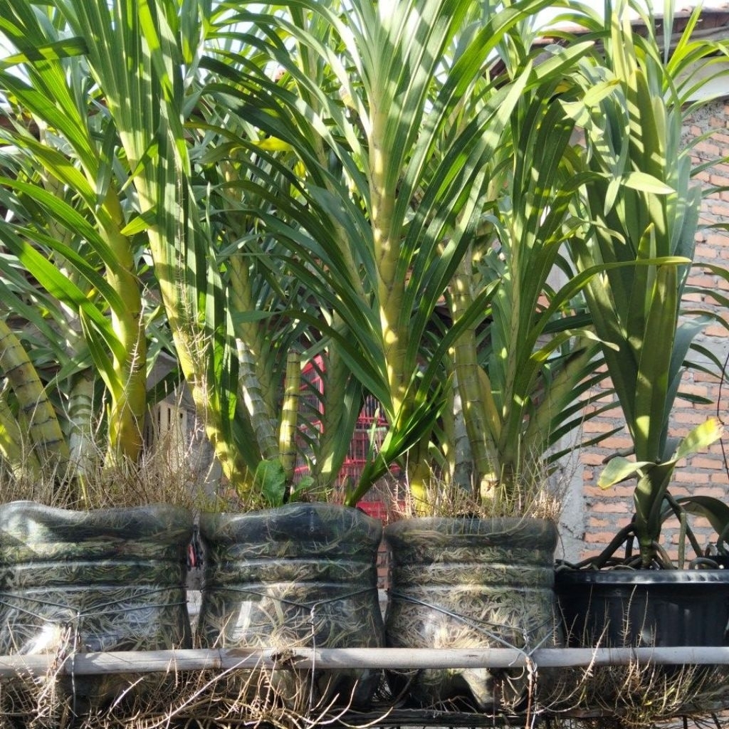 grammatophyllum speciosum anggrek tebu anggrek macan