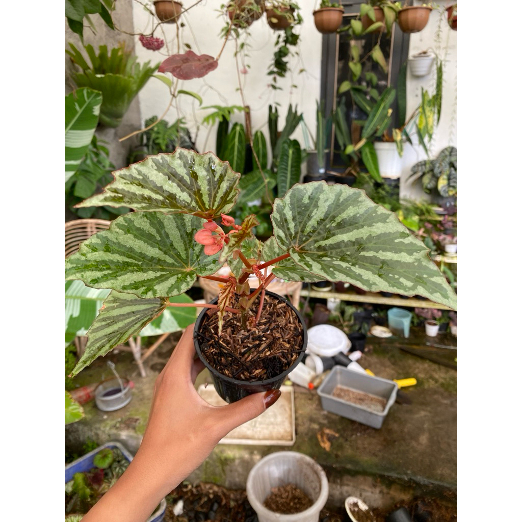 begonia sp irianjaya