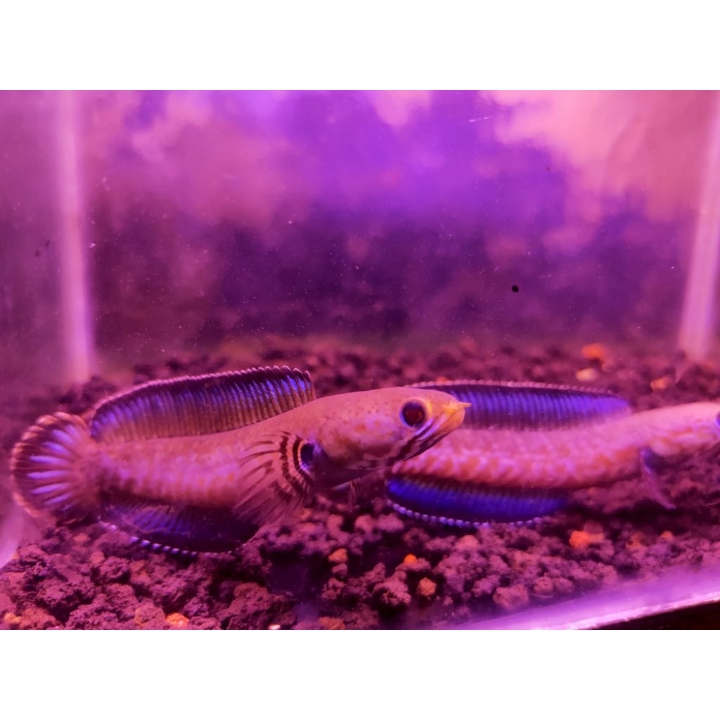 Pair Channa Andro Proven Indukan Highfin – Pasangan Induk Siap Produksi