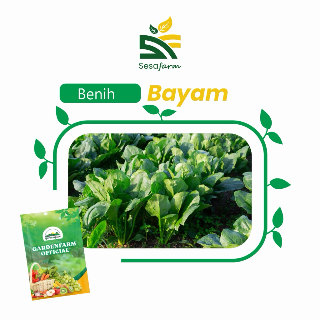 Benih sayur bayam F1 kualitas premium import isi ±500 gr