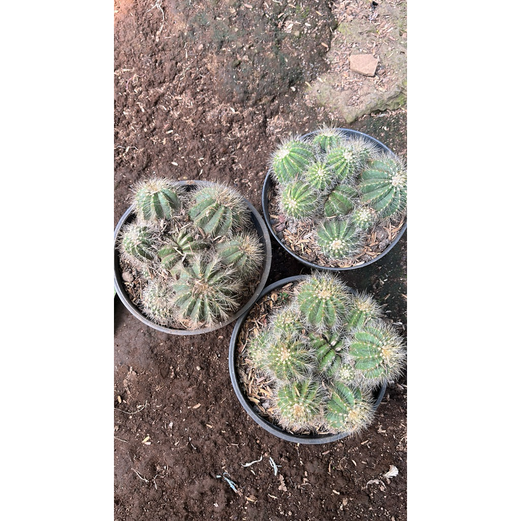 kaktus Noto cluster co 110