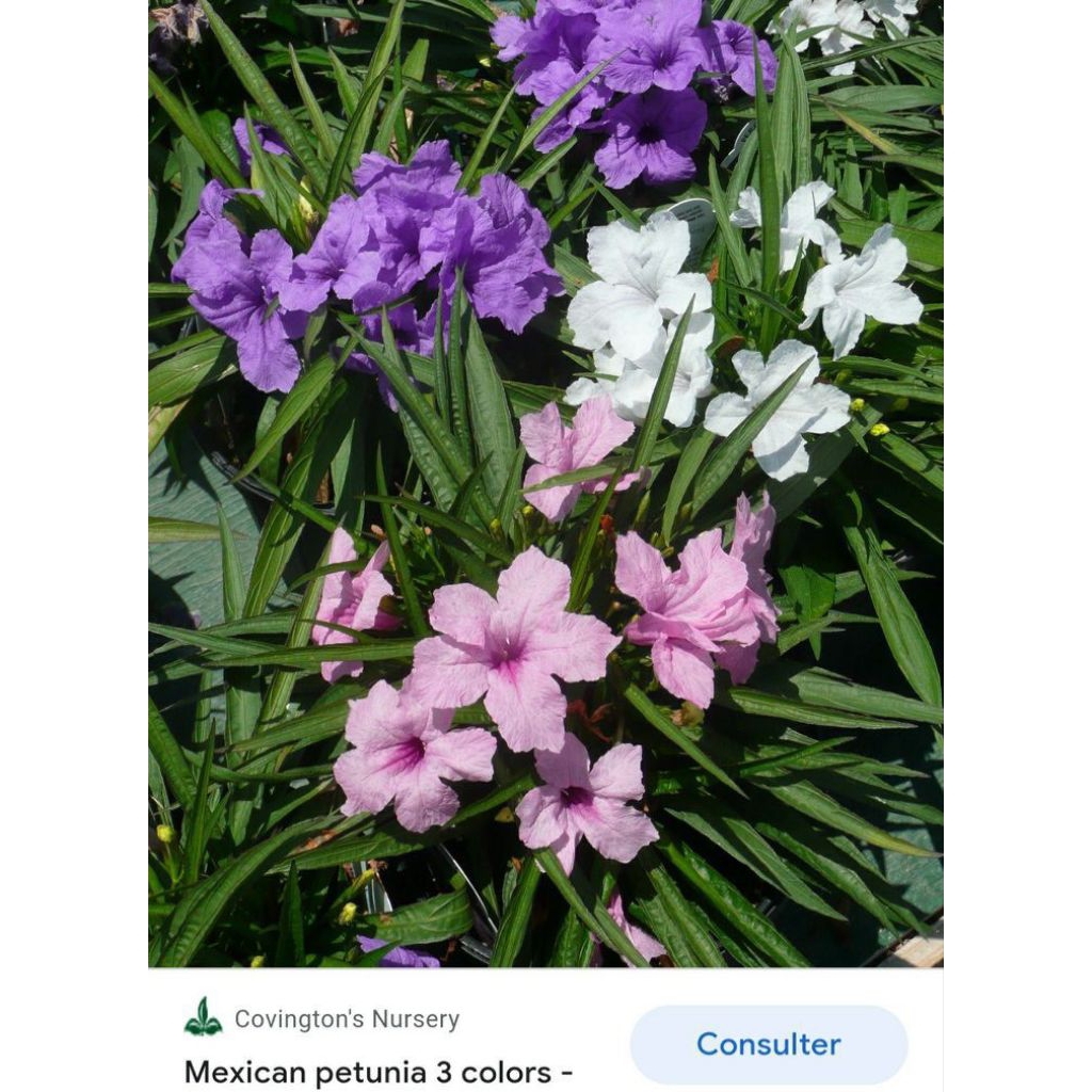 Tanaman bunga Kencana 3 warna/Ruellia simplex atau Ruellia humilis.