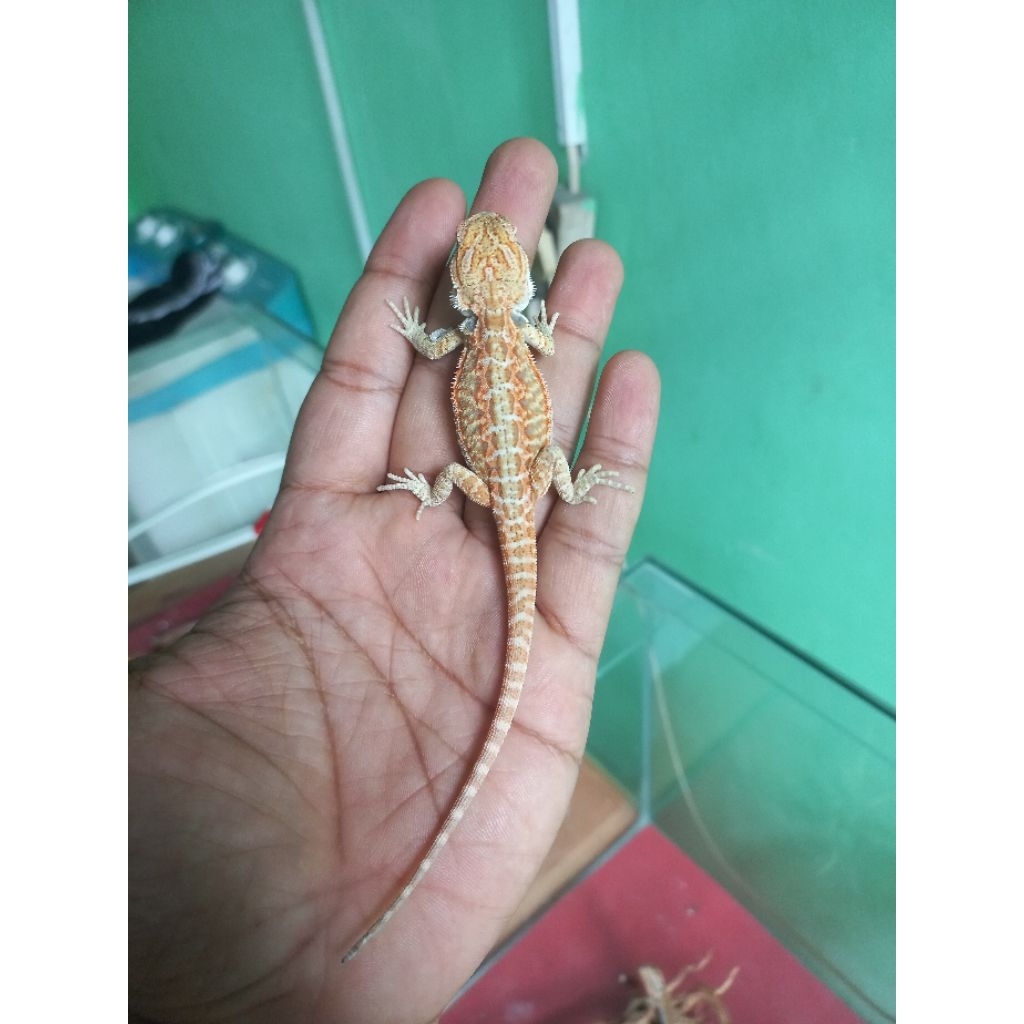 baby bearded dragon citrus hypo leather back