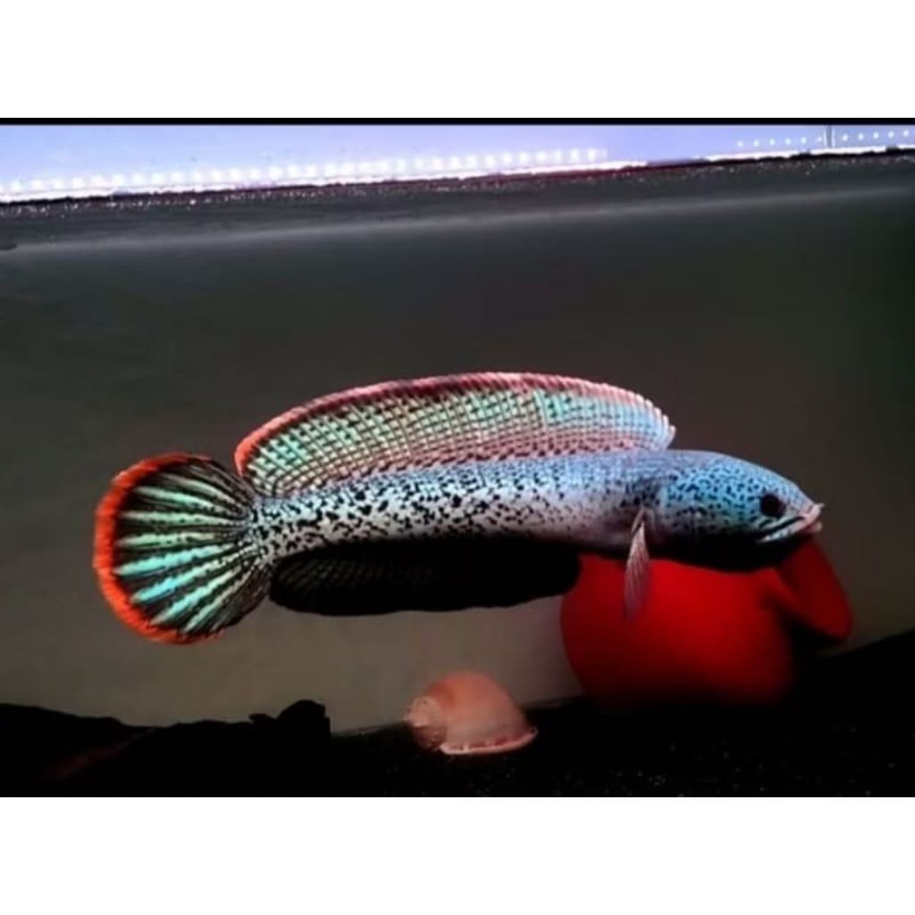 IKAN CANA BARCA 4_7CM