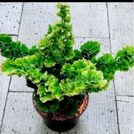 (BISA COD) Tanaman hias suplir Tusuk Sate / Suplir kriwil tusuk sate / tanaman suplir kriwil