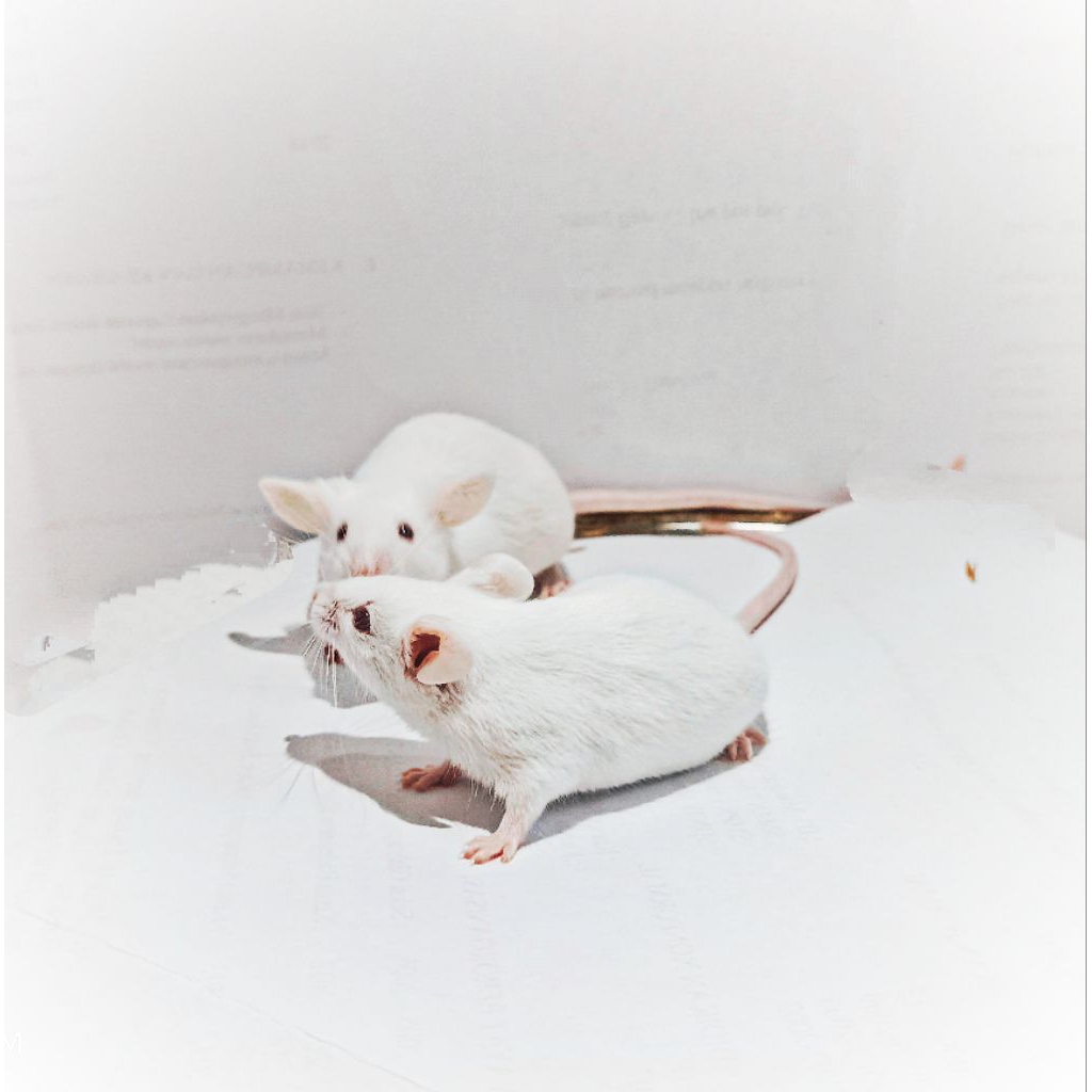 Mencit / Tikus putih sapih