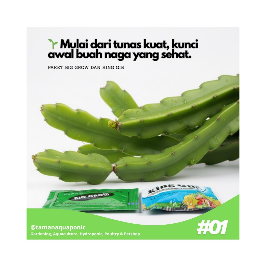 Paket GA3 King Gib dan BigGrow Forte Pembesar Buah