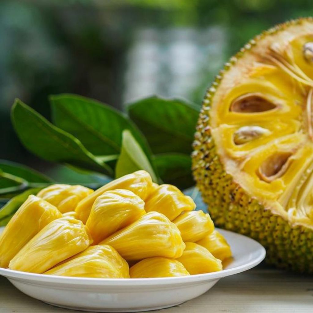 nangka madu sudah stek cepat berbuah
