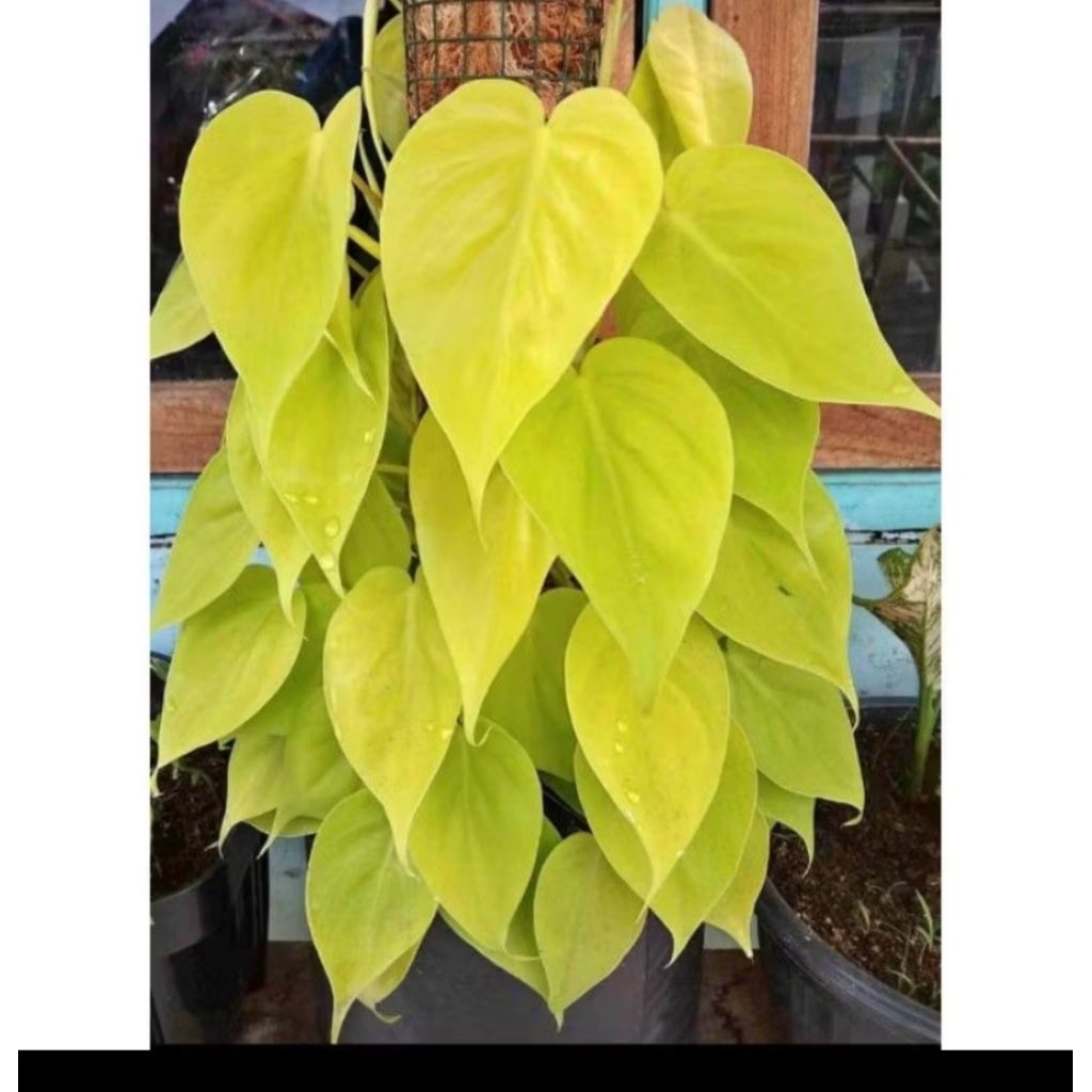 sirih gading lemon lime/tanaman hias sirih gading lemon love