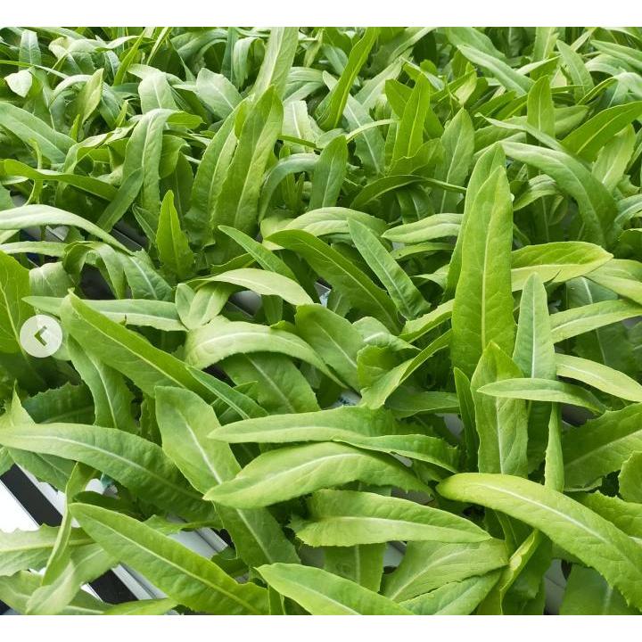 UNGGUL - Bibit Selada Siomak