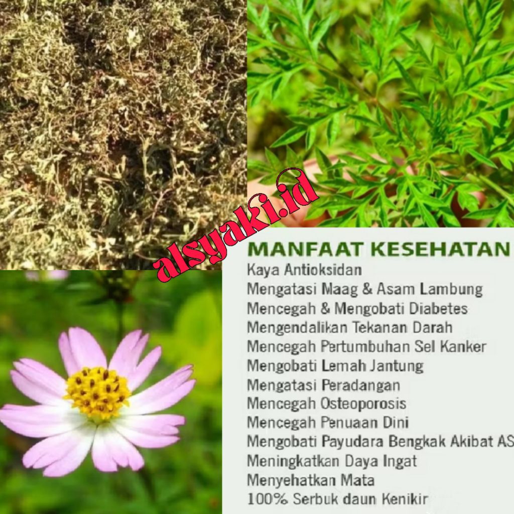 Kenikir Kering Teh Kesehatan